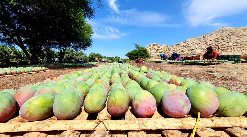 Campaña mango kent 1