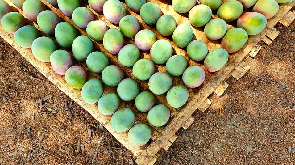 Campaña mango kent