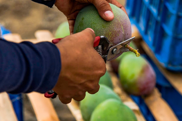 Proceso mango 3